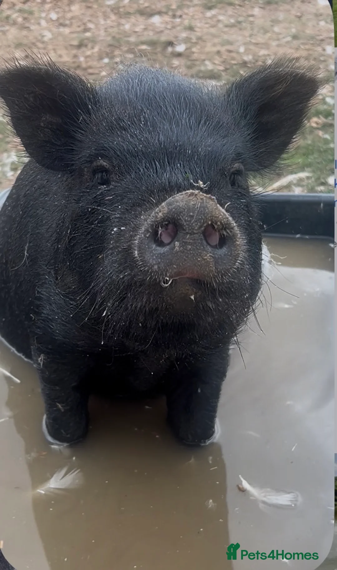 Pig livestock for sale: Juliana ‘micro’ pigs for sale - Advert 2