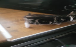 British Longhair cats for sale: Kittens  - Image 6