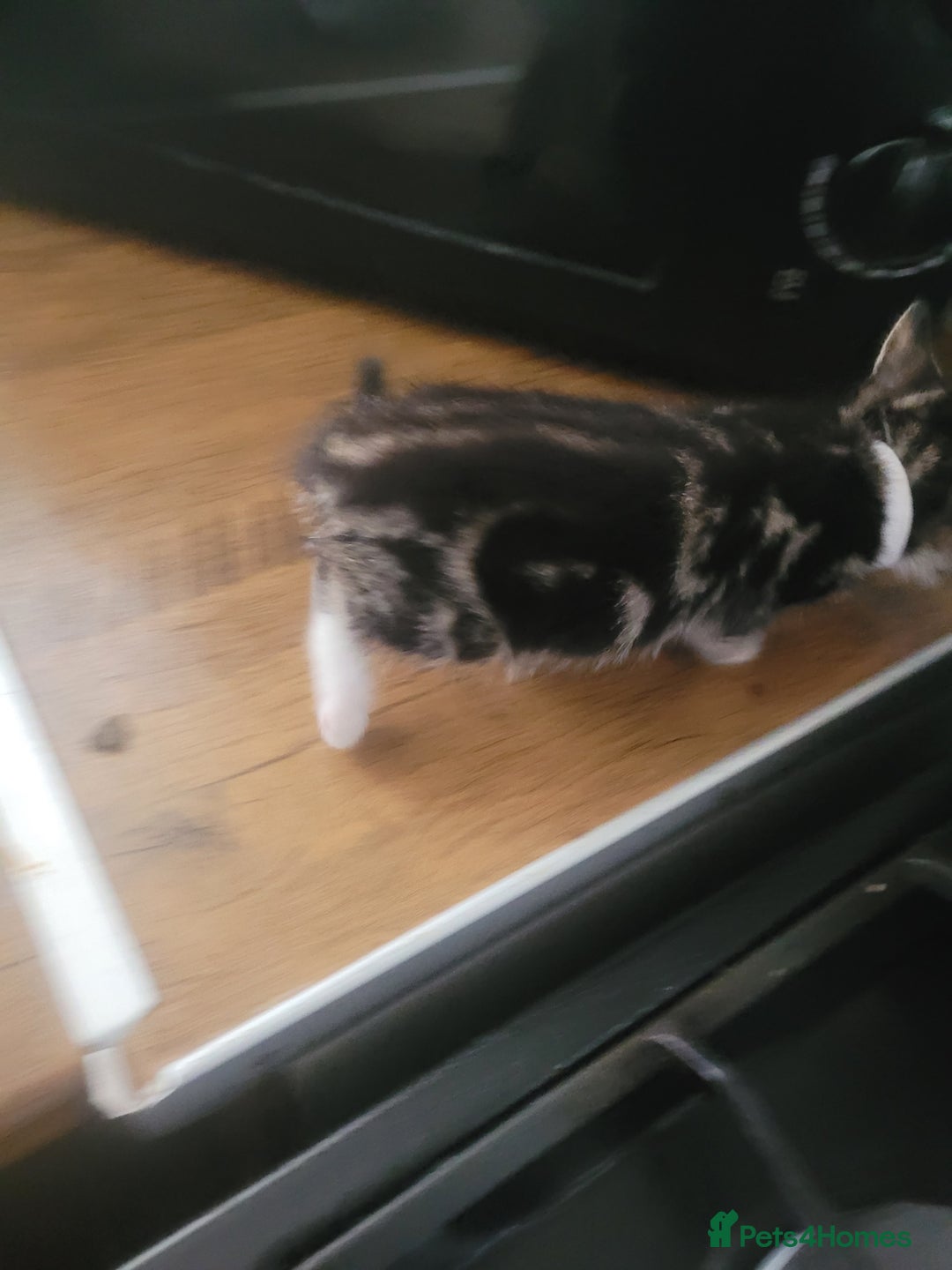 British Longhair cats for sale: Kittens  - Image 6