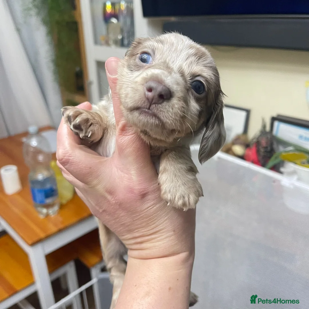 Miniature Dachshund dogs for stud: 🏆PEREZ’ CHAMPION STUD🏆  - Advert 11