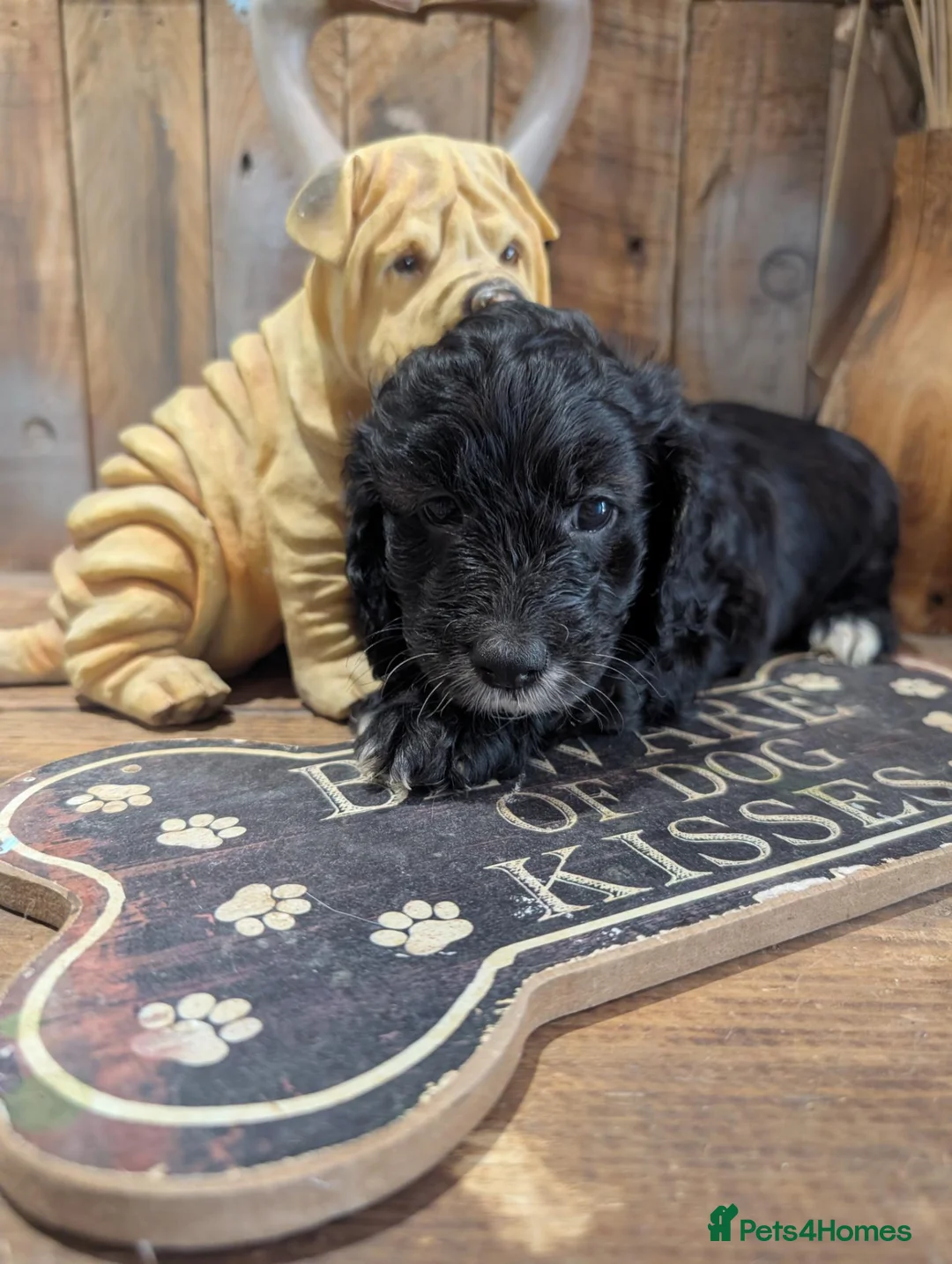 Cockapoo dogs for sale: Beautiful black white and gold cockapoo - Advert 4