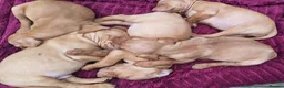 Hungarian Vizsla dogs for sale: Beautiful Hungarian Vizsla Puppies 4 Girls 2 Boys - Advert 24