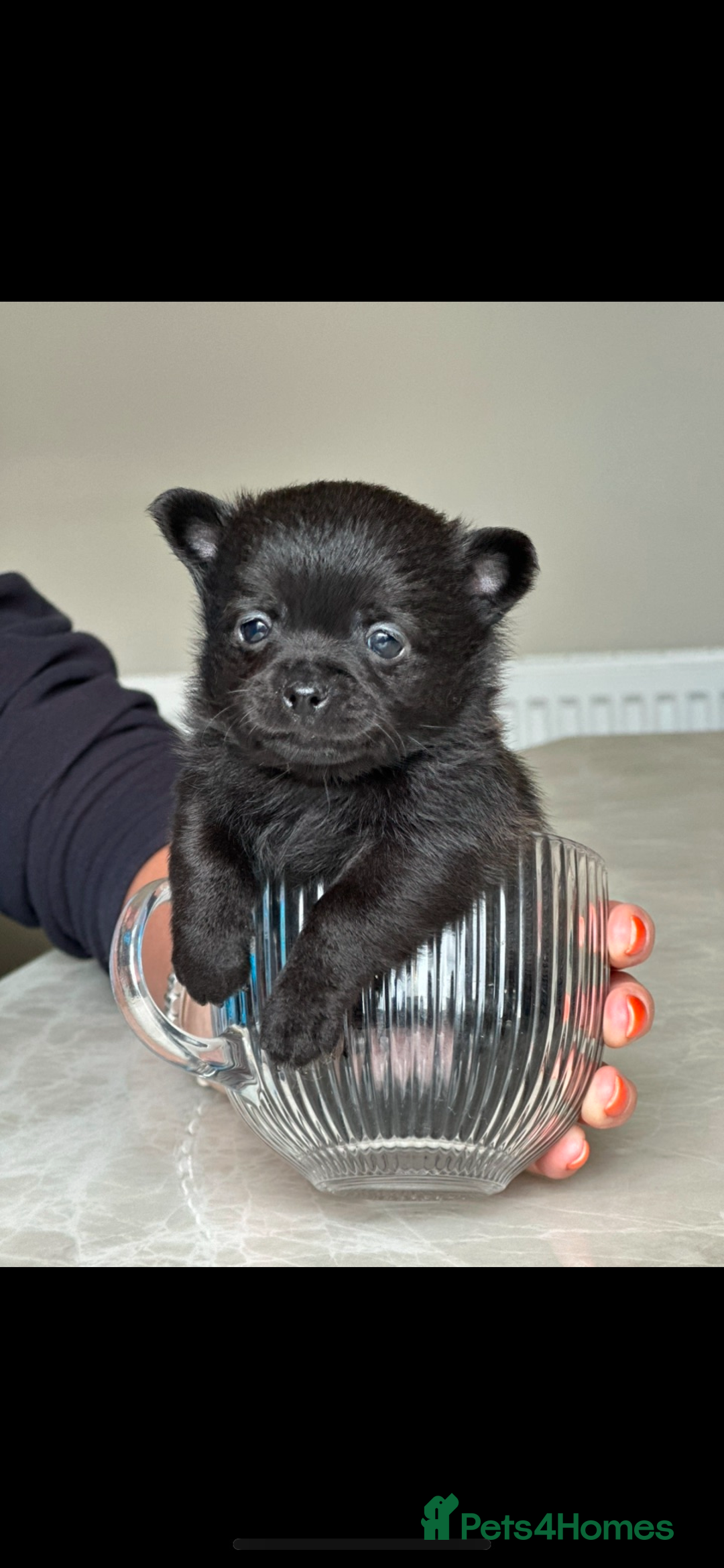 Pomeranian dogs for sale: Pomchi - Advert 1