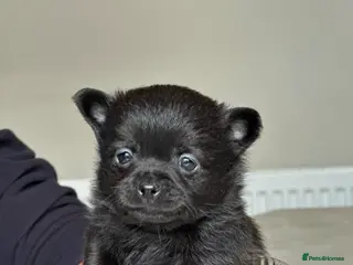 Pomeranian dogs Pomchi - Advert 7