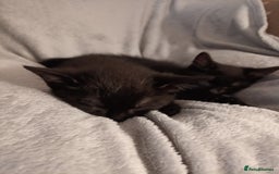 British Shorthair cats for sale: 2 kittens - Image 5