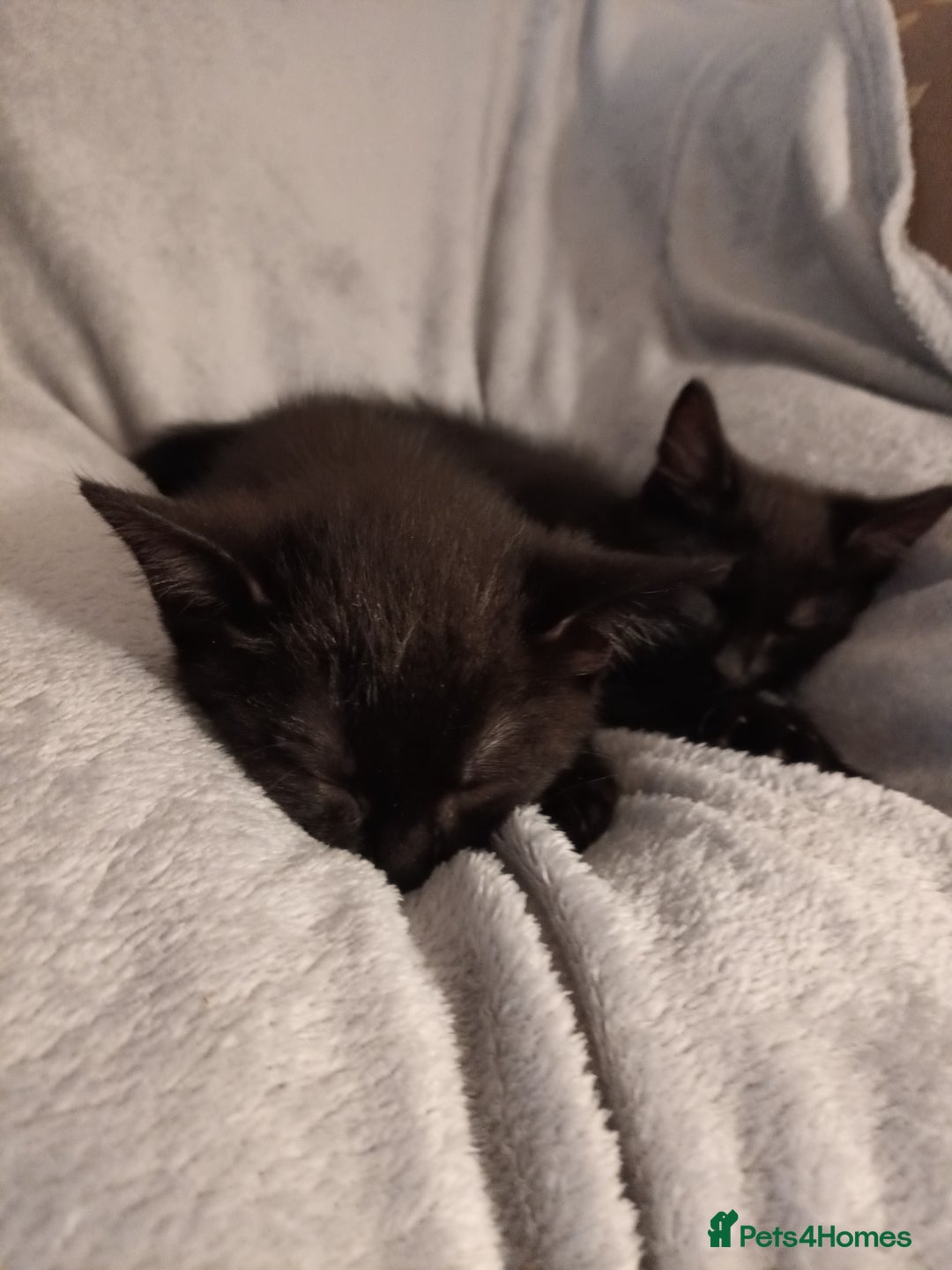 British Shorthair cats for sale: 2 kittens - Image 5
