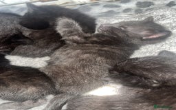 British Shorthair cats for sale: British shorthair x bengal - Image 4