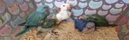 Parrots birds for sale: Indian ringnecks for sale READY TO GO - Advert 7