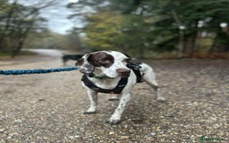 Mixed Breed dogs for adoption: Nitsa shy pointer cross girl  - Advert 8