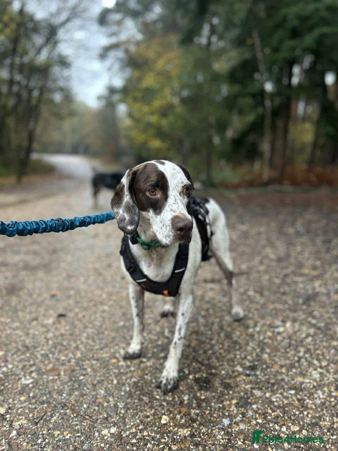 Mixed Breed dogs for adoption: Nitsa shy pointer cross girl  - Advert 8