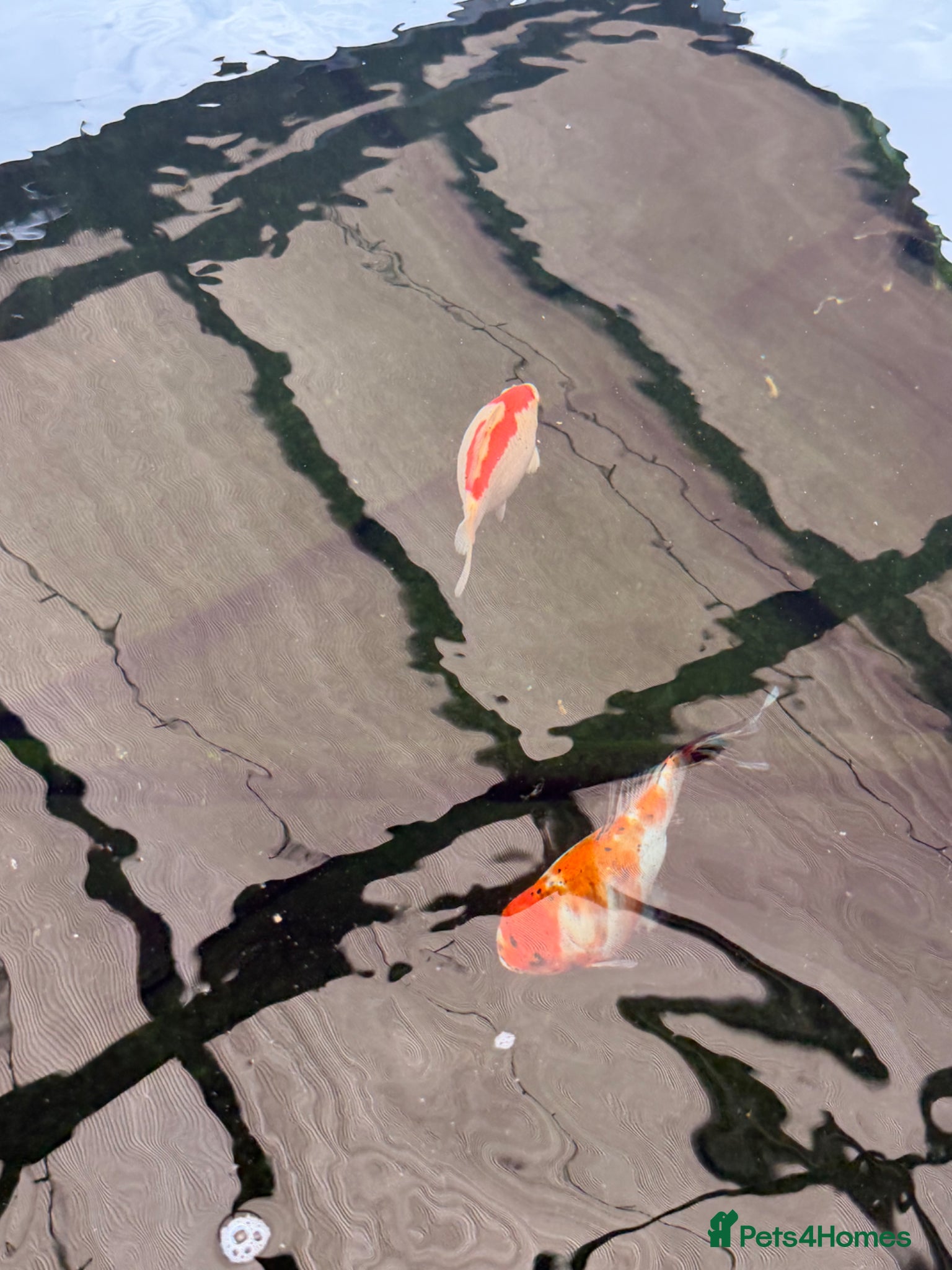 Shubunkins fish for sale: Goldfish and shubunkins for free  in Gateshead - Advert 4