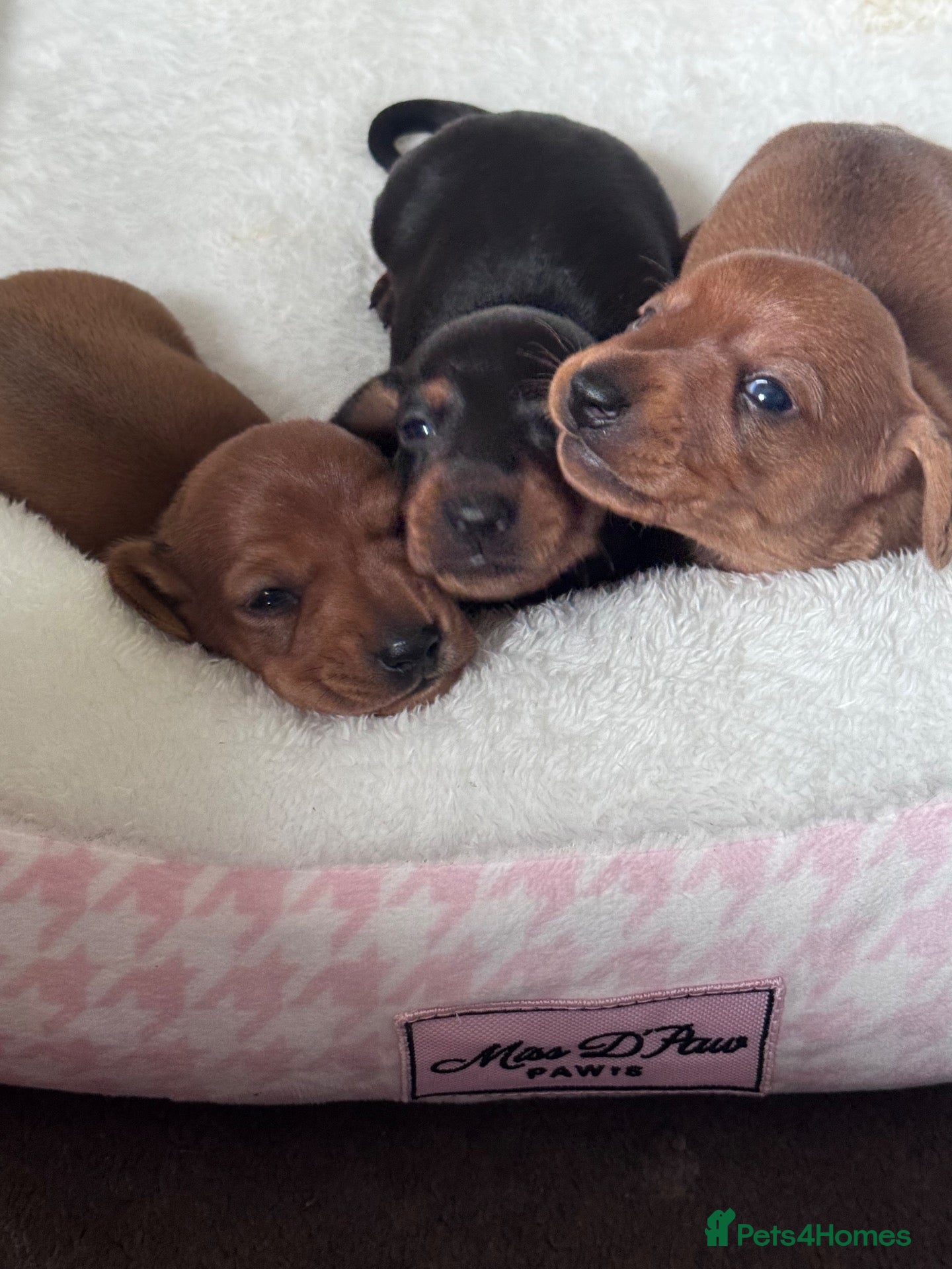 Miniature Dachshund dogs KC Registered Miniature Smooth coat dachshund pups - Advert 1