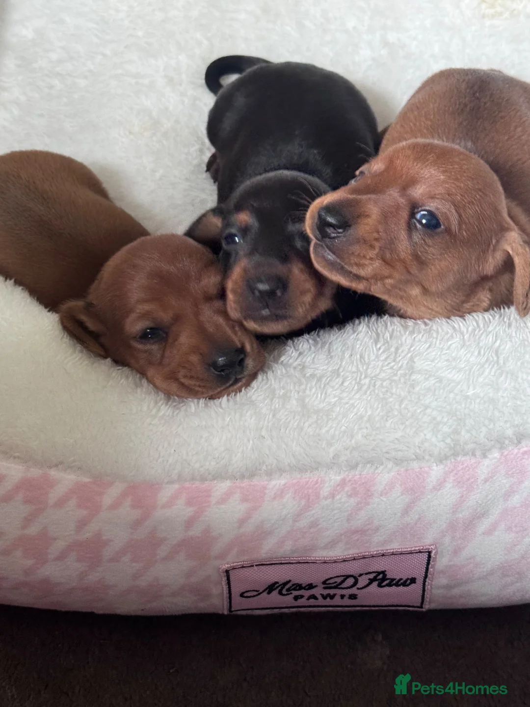 Miniature Dachshund dogs for sale: KC Registered Red Miniature Smooth dachshund pups - Advert 1