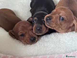 Miniature Dachshund dogs KC Registered Miniature Smooth coat dachshund pups - Advert 1