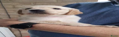 Golden Retriever 8