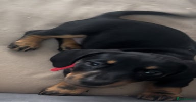 Miniature Dachshund dogs - Advert 1