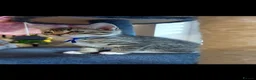 Mixed Breed cats for sale: 3 cute kittens for loving home - Advert 23