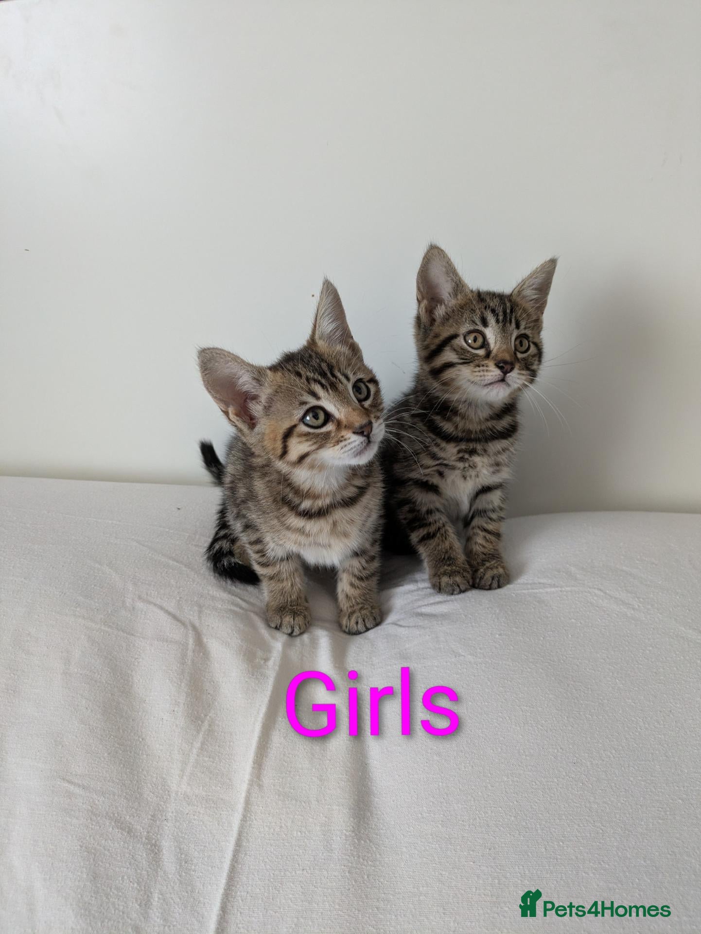 Bengal cats Adorable friendly Bengal kittens ready now!! - Advert 6
