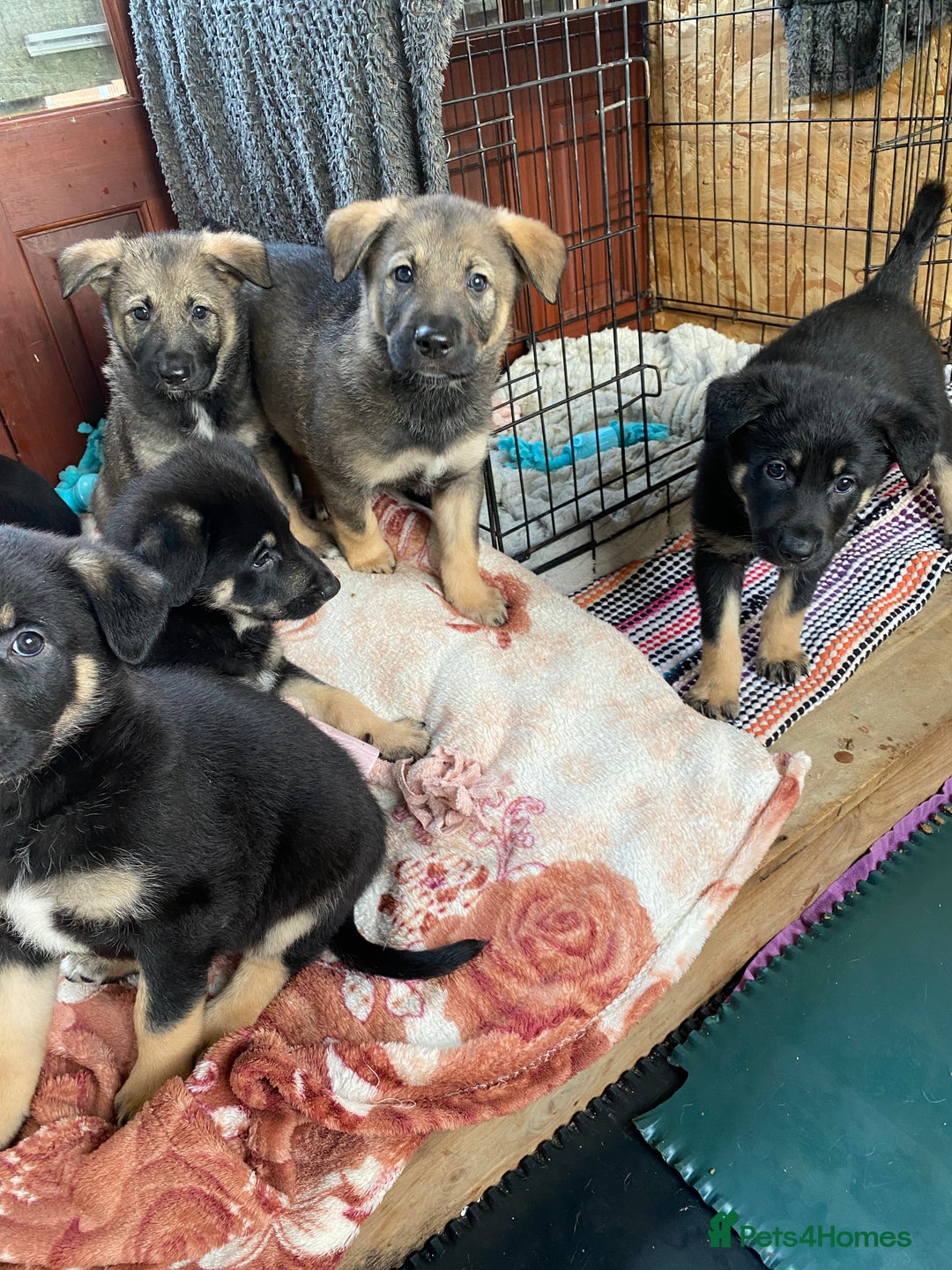 German Shepherd dogs for sale: Outstanding German shepherd pups  - Advert 17