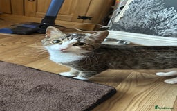 British Shorthair cats for sale: Two kittens  - Image 6