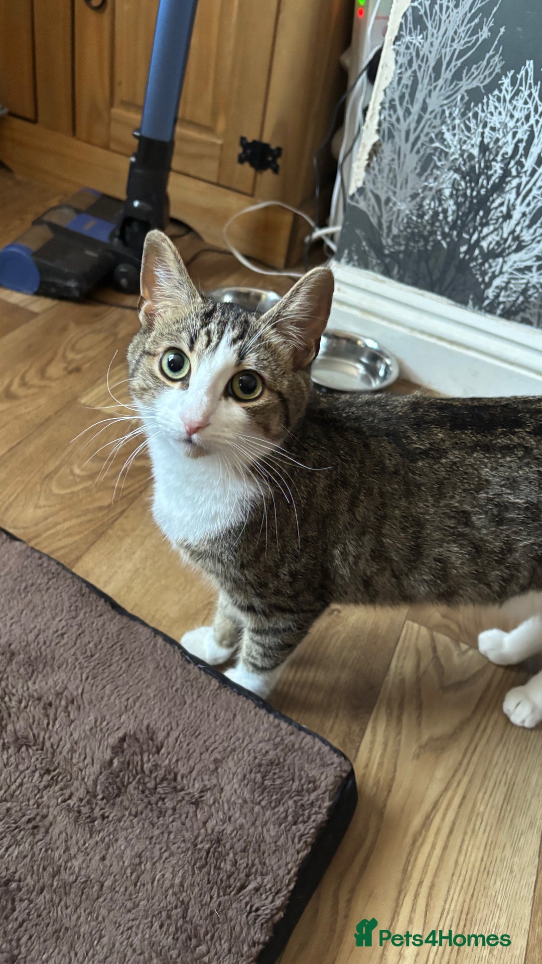British Shorthair cats for sale: Two kittens  - Image 6