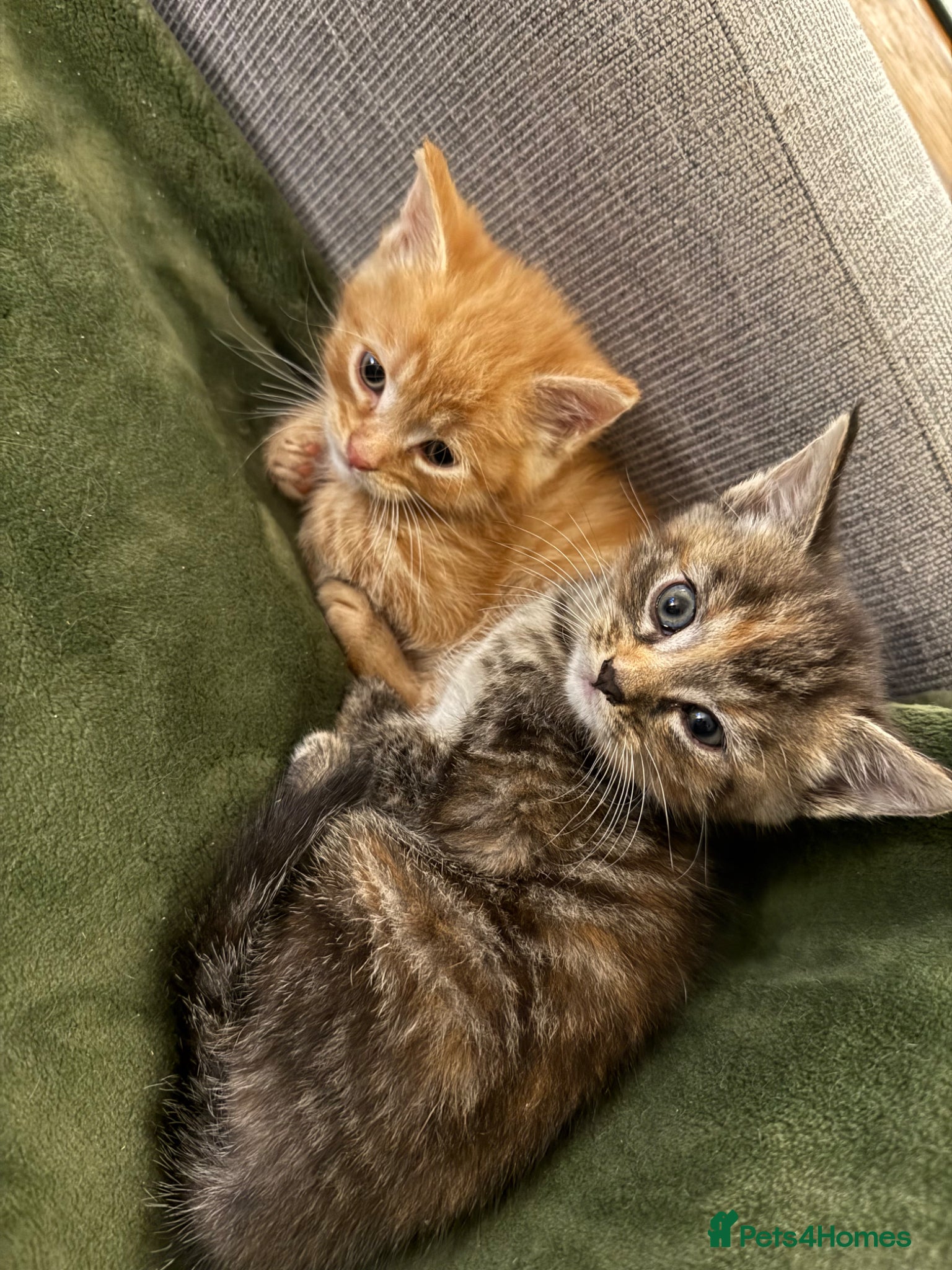 Maine Coon cats 3 gorgeous kittens  - Advert 6