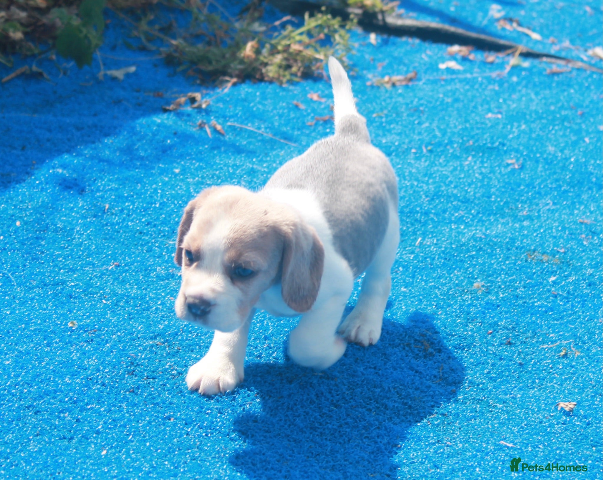Beagle dogs STUNNING KENNEL CLUB REG BEAGLE PUPPIES - Advert 1