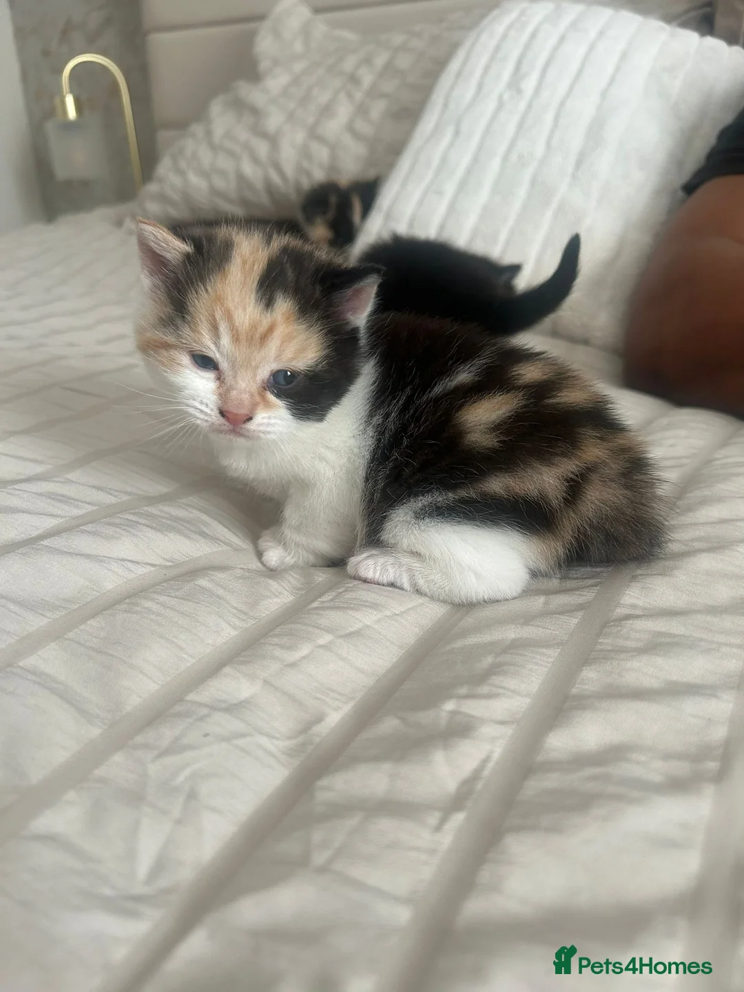 Mixed Breed cats for sale: Gorgeous multi female kitten  - Advert 1