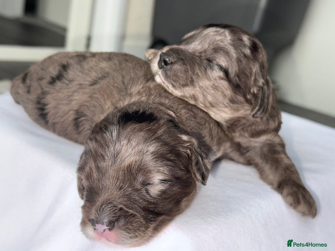 Cockapoo dogs for sale: F1B TOY COCKAPOO’S - Advert 9