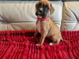 Boxer dogs KC reg Boxer Puppies (Ready 2nd March) - Advert 6