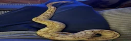 Python Snake reptiles for sale: 3 year old male banana ball python in Bury Saint Edmunds - Advert 8