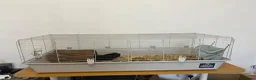 Guinea Pig rodents for sale: Guinea Pig boy, curly gene - Advert 8