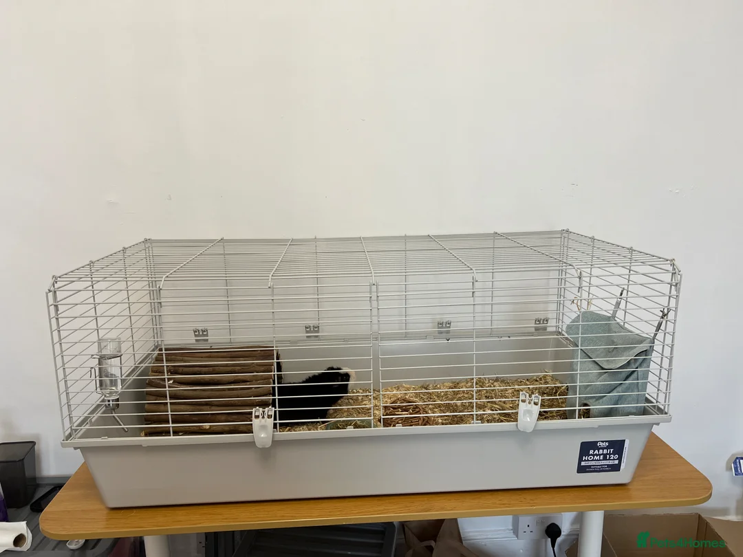 Guinea Pig rodents for sale: Guinea Pig boy, curly gene - Advert 8