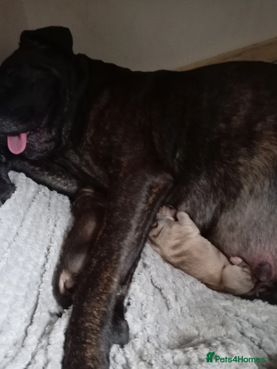 Mixed Breed dogs for sale: Pups  in Kettering - Advert 2