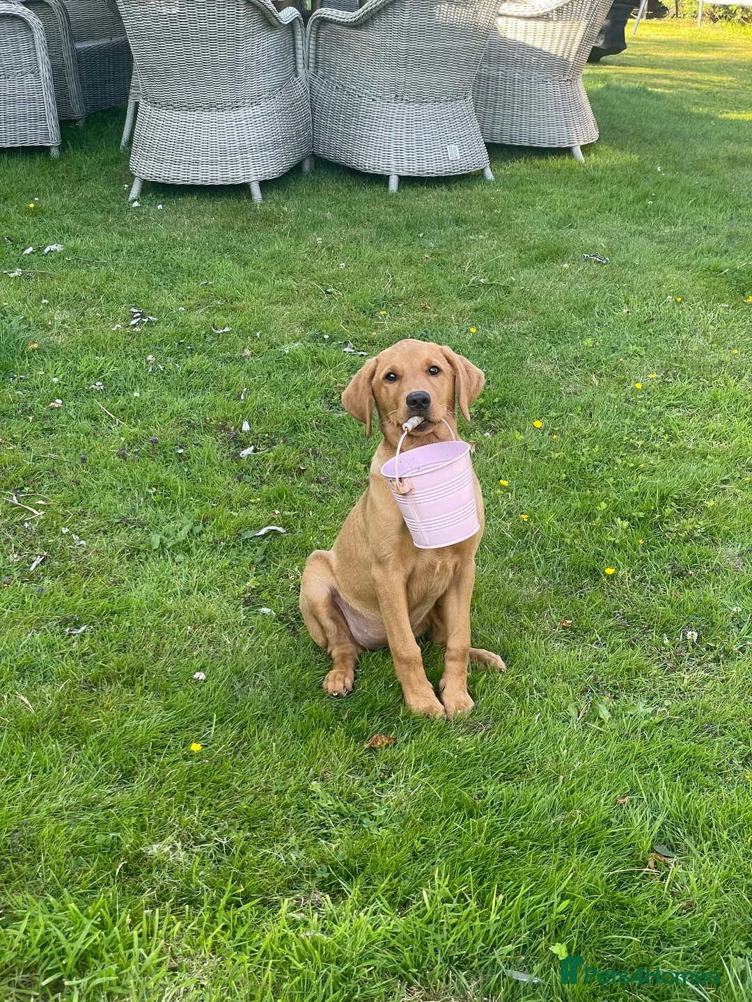 Labrador Retriever dogs for sale: 5 Year Old Girl Fox Red Lab in Cranbrook - Advert 11