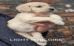 Golden Retriever dogs for sale: KC GOLDEN RETRIEVER PUPPIES HEALTH TESTED PARENTS  - Image 19