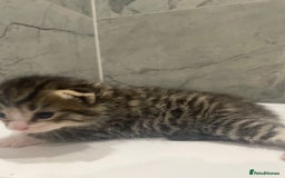 Mixed Breed cats for sale: 5 Mixed Breed Kittens for sale - Image 5