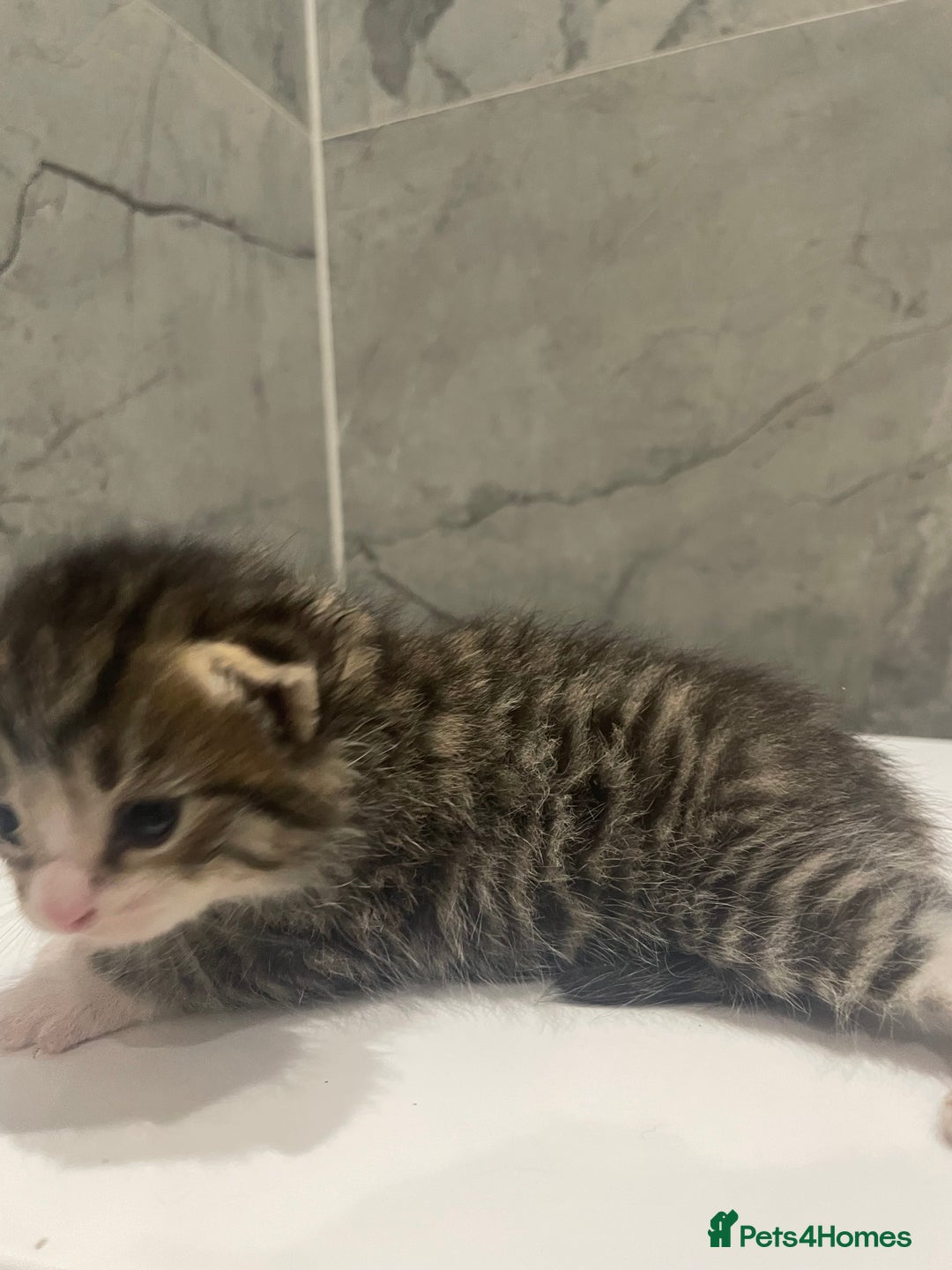 Mixed Breed cats for sale: 5 Mixed Breed Kittens for sale - Image 5