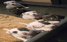 Staffordshire Bull Terrier dogs for sale: VERY RARE TOP QUALITY WHITE BLUE PIED STAFFORD BOY - Image 18