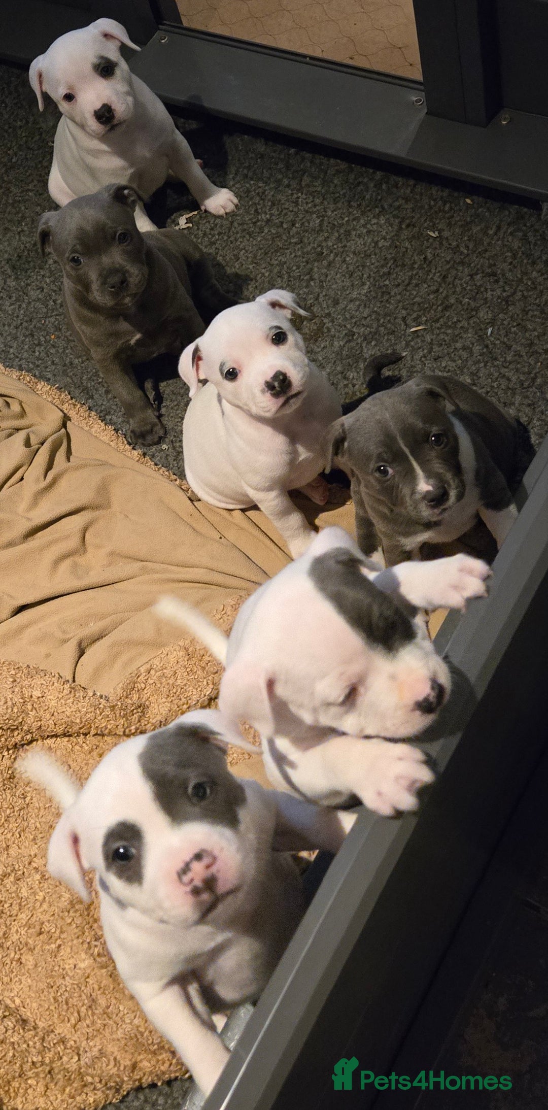 Staffordshire Bull Terrier dogs for sale: VERY RARE TOP QUALITY WHITE BLUE PIED STAFFORD BOY - Image 18