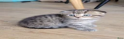 Scottish Fold cats for sale: Beautiful and healthy  Scottish fold mixed - Advert 23
