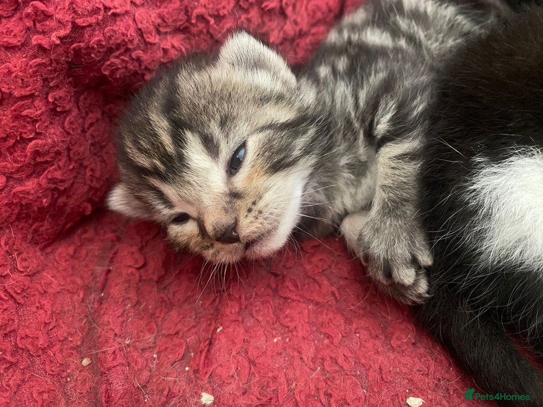 Mixed Breed cats for sale: 5 cute kittens - Image 7