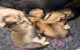 Miniature Dachshund dogs for sale: Exceptional mini long pups  - Image 3