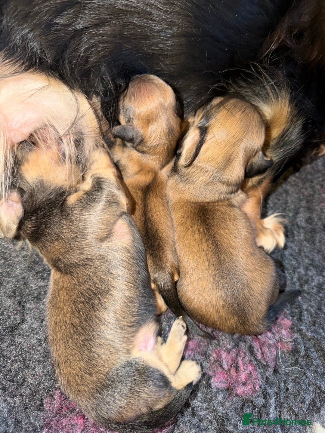 Miniature Dachshund dogs for sale: Exceptional mini long pups  - Image 3
