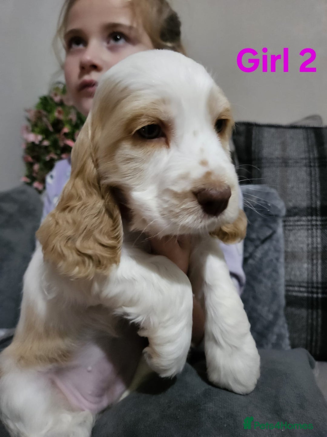 Cocker Spaniel dogs for sale: stunning show cockers - Image 10