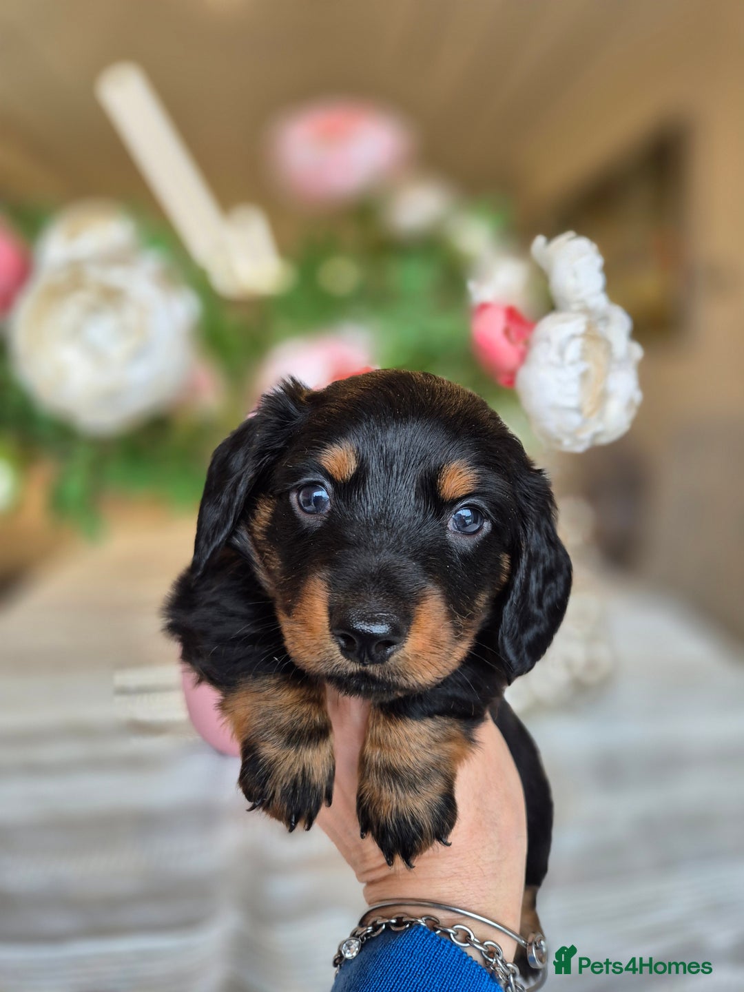 Dachshund dogs for sale: 💙Miniature Dachshund puppies! First litter!🩷  - Advert 38