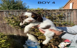Cocker Spaniel dogs for sale: Cocker spaniel puppies  - Image 2