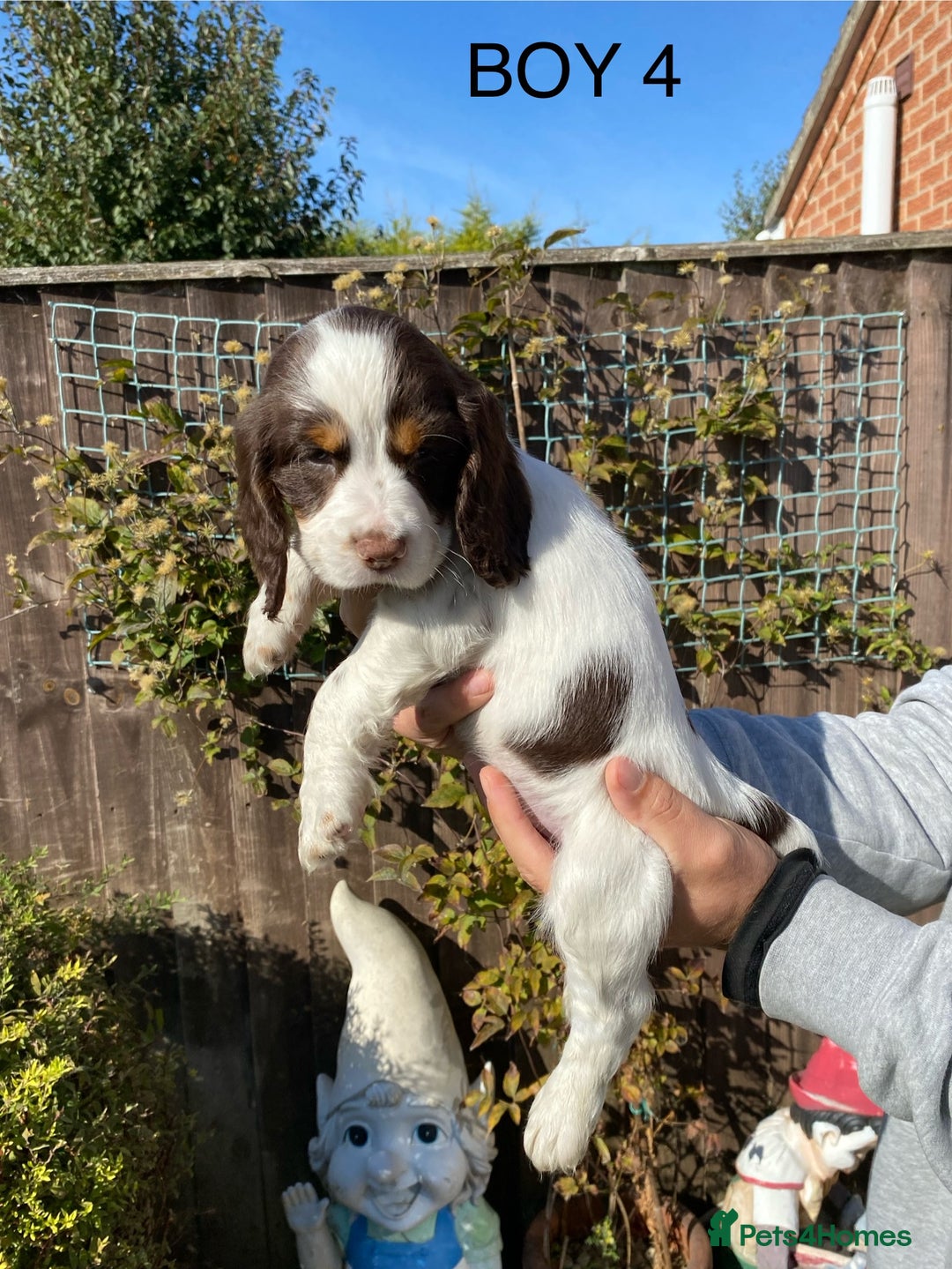 Cocker Spaniel dogs for sale: Cocker spaniel puppies  - Image 2