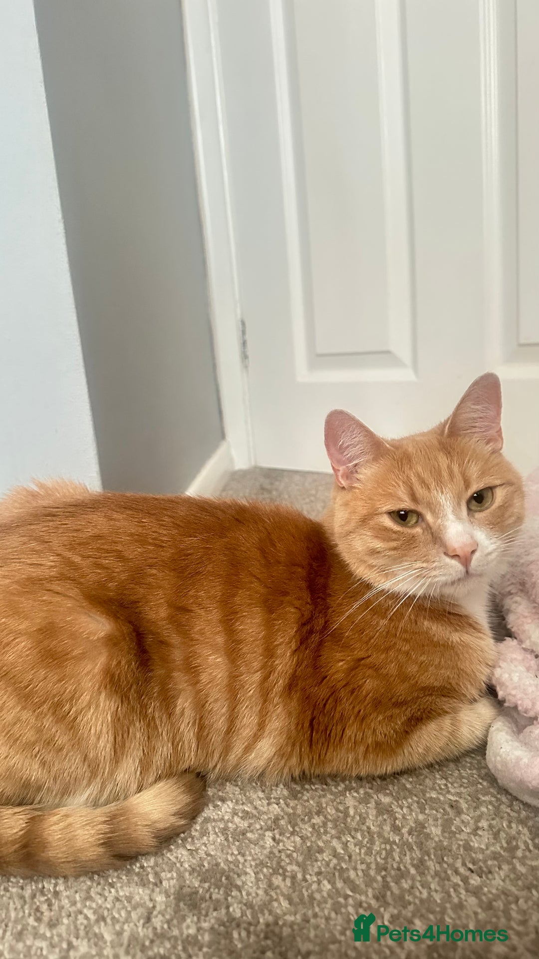 British Shorthair cats for sale: 3 year old Milo - Image 3