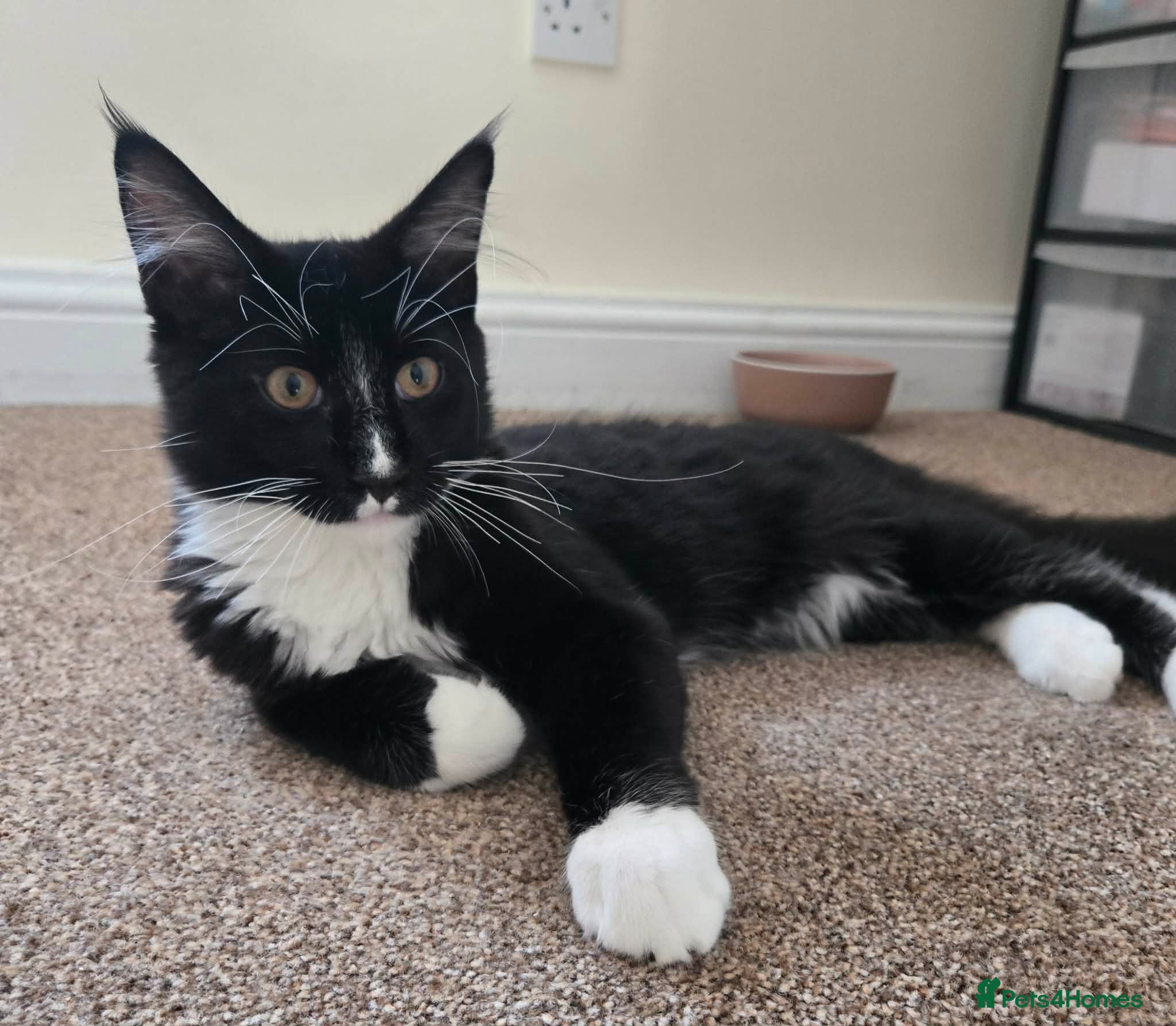 Maine Coon cats Maine Coon boy looking for forever home.  - Advert 2